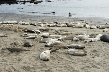 Obraz premium Elephant Seal Vista Point