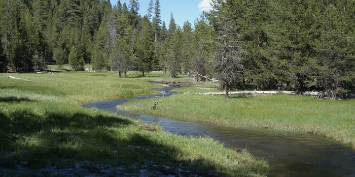 Stream flowing through forested mountain meadow