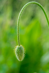 bourgeon de coquelicot