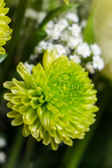 bouquet dahlia et gypsophile