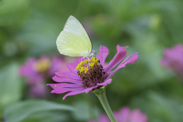 Yellow Butterfly sucking nectar from pink  flowers .