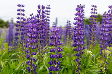 Purple lupine blossoming at fields in mountains