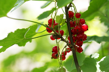 red currants hanging at a branch in the garden