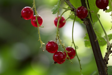 red currants hanging from a branch of the shrub in the orchard