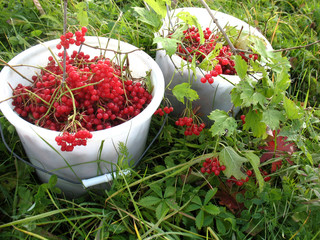 red berries of guelder-rose