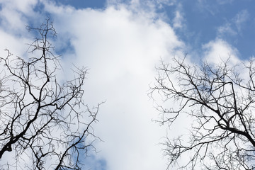 Trees with a lot of branches against the blue sky with clouds. View from bottom to top