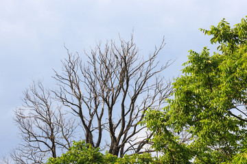 Trees with a lot of branches against the blue sky with clouds. View from bottom to top