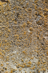 Background made from wooden board