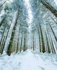 Fototapeta premium magical winter snow covered tree