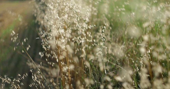 cambio di messa a fuoco su piante illuminate dal sole morente ai bordi di un campo di grano con sfocato e bokeh swirly2