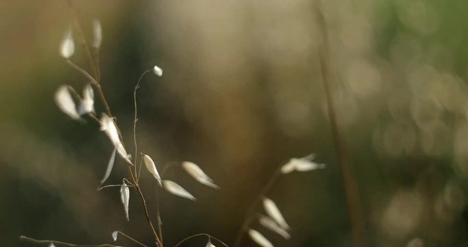 cambio di messa a fuoco su piante illuminate dal sole morente ai bordi di un campo di grano con sfocato e bokeh swirly