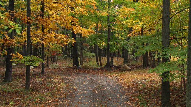 Winding lane through yellowing foliage of a hardwood forest in autumn