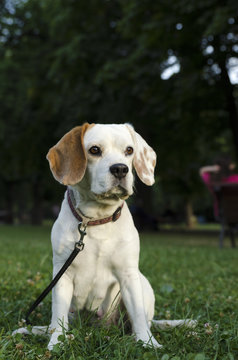 Sneaking female beagle in a park