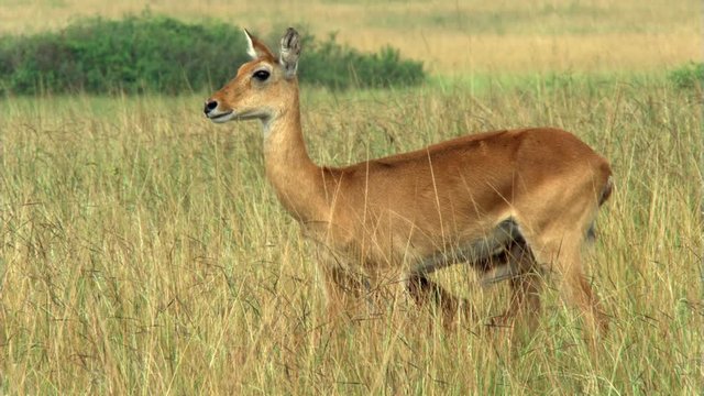 Female impala nursing young one on African savanna