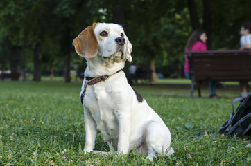 Female beagle on a lawn in a park