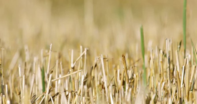 cambio di messa a fuoco su campo di grano dopo raccolto3