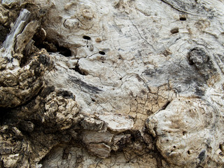 Old dry wood texture