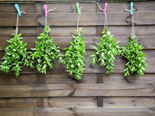 Pfefferminz hängt  an Holzwand zum Trocknen