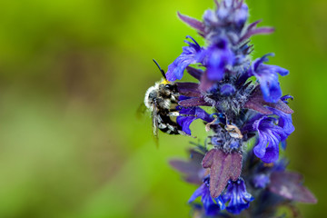 bee collects nectar from flowers, bees, bumble bee, grass, flowe