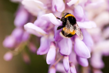 bee collects nectar from flowers, bees, bumble bee, grass, flowe