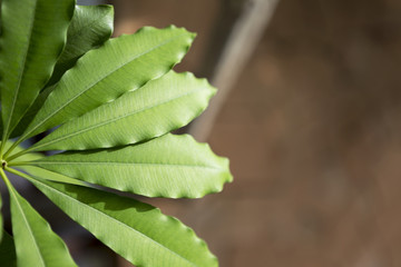 Healthy green leaves with space on blurry background 