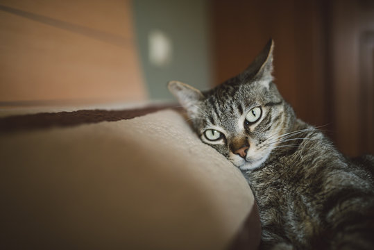 Tabby cat resting on the pillow of the bed and looking at camera
