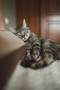 Tabby cat resting on the pillow of the bed