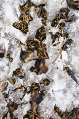 last year's leafs and ice