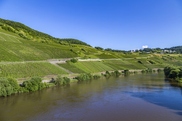 Fototapeta na wymiar Moselle landscape with vineyards
