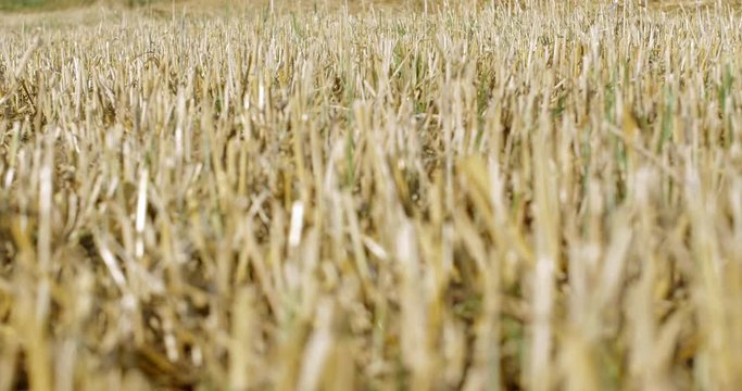 cambio di messa a fuoco su campo di grano dopo raccolto2