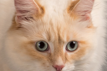 Portrait Katze