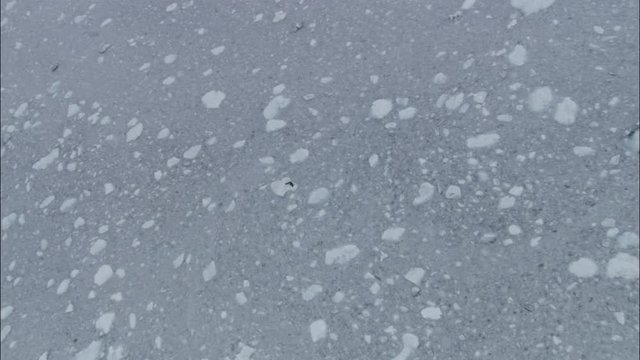 Seal on ice