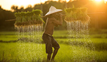 farmer on green fields holding rice baby.