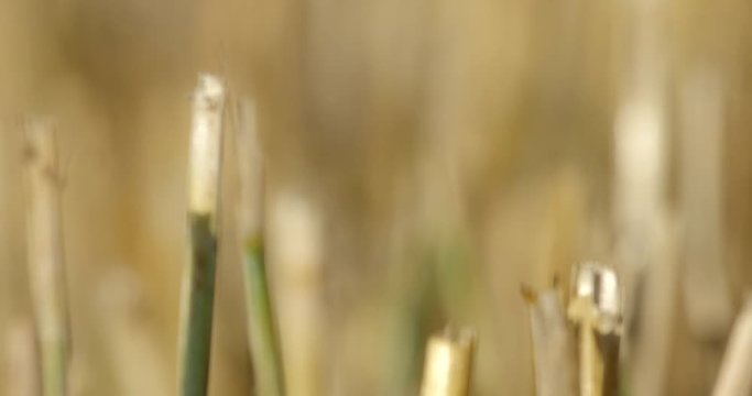 cambio di messa a fuoco di zoom su spighe tagliate in un campo di grano dopo la mietitura