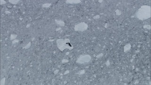 Seal on ice
