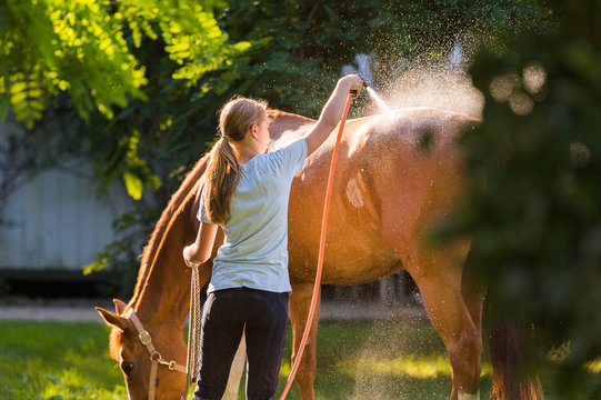 Fototapeta Horse enjoying the shower outdoor