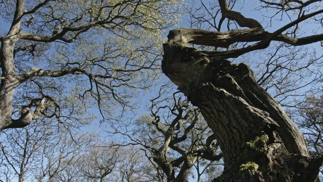 Twisted tree