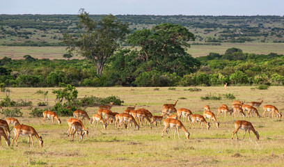 Naklejka na ściany i meble Impala antelope on the savanna