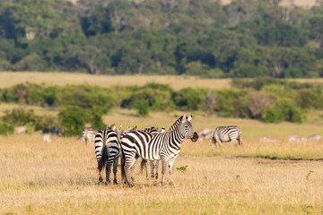Obraz na płótnie Canvas Zebras on the savannah