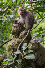 monkey in the Sacred Monkey Forest Sanctuary,Mandala Wisata Wenara Wana,Bali,Indonesia