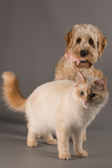 Katze und Hund