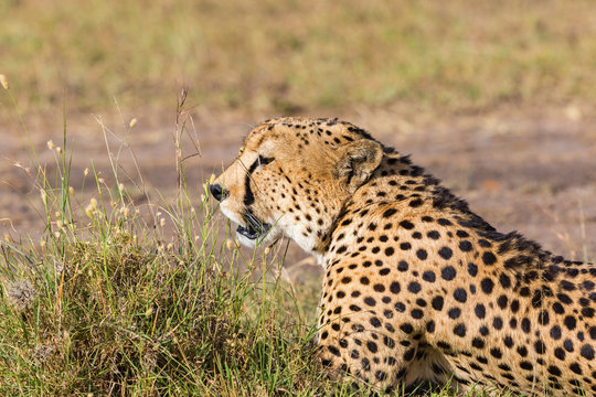 Cheetah lying down and looking