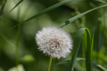 Löwenzahn, Pusteblume auf Wiese