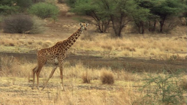 Giraffe walking across African savanna