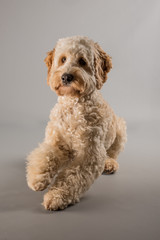 rassehund fotoshooting