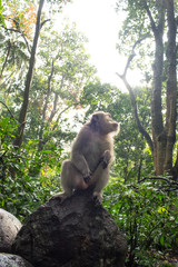 monkey in the Sacred Monkey Forest Sanctuary,Mandala Wisata Wenara Wana,Bali,Indonesia