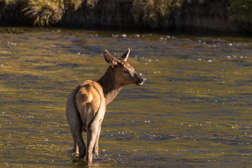Cow Elk in River