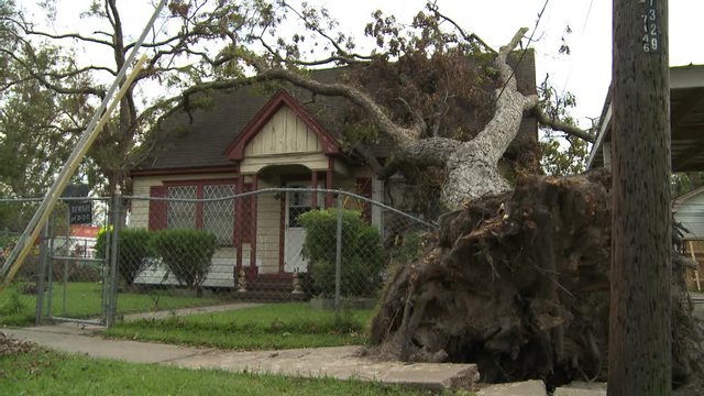 A large tree uprooted and lying across the roof of a house after a hurricane