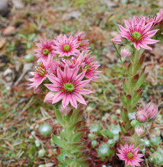 Sempervivum arachnoideum pink flowers. It is sometimes known as cobweb house-leek, is a species of flowering plant in the family Crassulaceae, native to the Alps, Apennines and Carpathians.