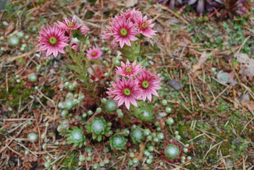 Fototapeta premium Sempervivum arachnoideum pink flowers. It is sometimes known as cobweb house-leek, is a species of flowering plant in the family Crassulaceae, native to the Alps, Apennines and Carpathians.